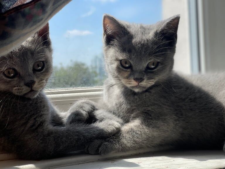 British Shorthair kittens for sale in Hemel Hempstead, Hertfordshire – 9 weeks old - Image 2 of 3