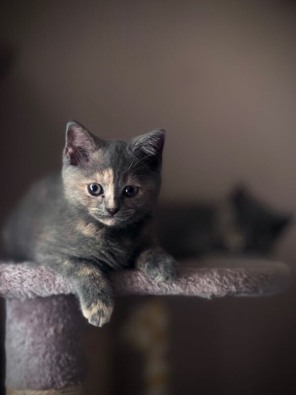 British Shorthair kittens for sale in Hemel Hempstead, Hertfordshire – 9 weeks old - Image 3 of 3