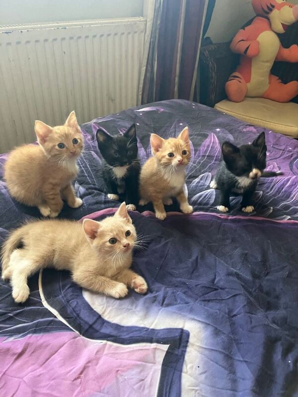 British Shorthair Kittens For Sale
