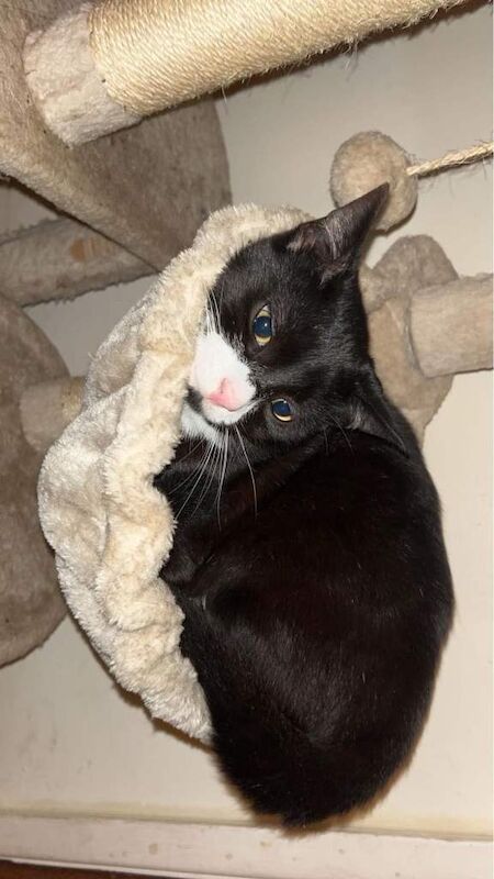 Cute & Active Kittens Ready for new Home - Image 2 of 5