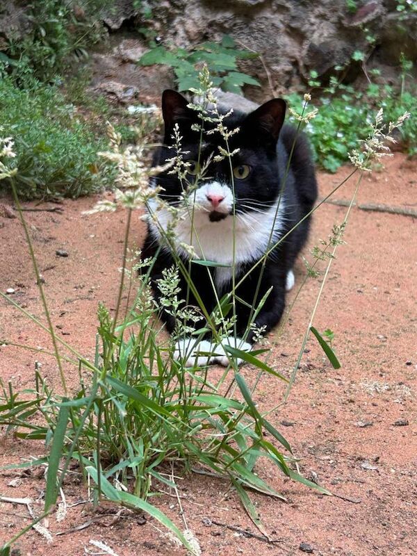 Cute & Active Kittens Ready for new Home - Image 5 of 5