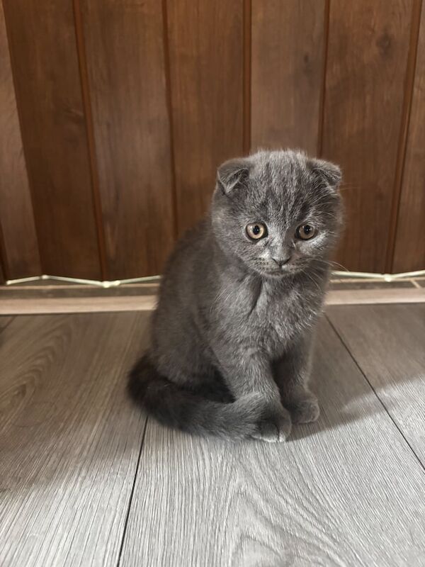 British Shorthair kittens for sale in Leicester, Leicestershire – 11 weeks old