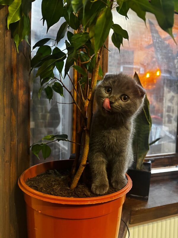British Shorthair kittens for sale in Leicester, Leicestershire – 11 weeks old - Image 2 of 3