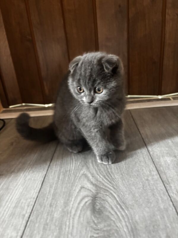 British Shorthair kittens for sale in Leicester, Leicestershire – 11 weeks old - Image 3 of 3