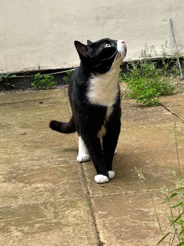 Cute and sweet little boy - Image 3 of 4