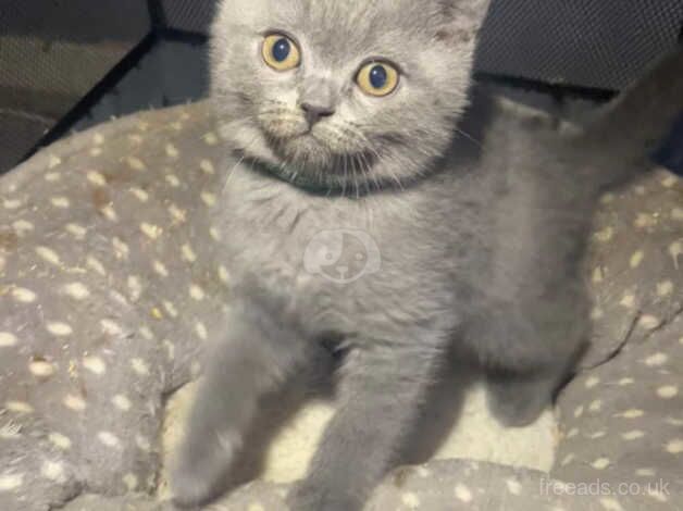 Cute Baby British Shorthairs - British Shorthair Kittens For Sale in ...