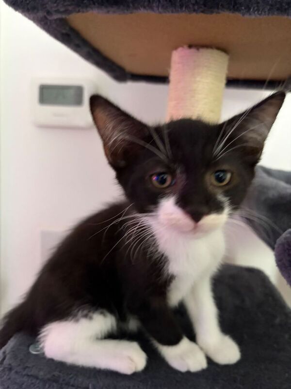 Cute Black and White Kitten Ready for Loving New Home