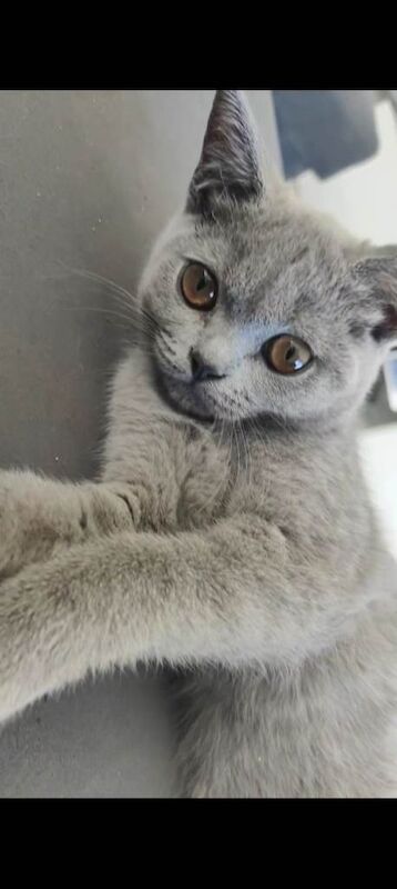 Cute British short hairs available
