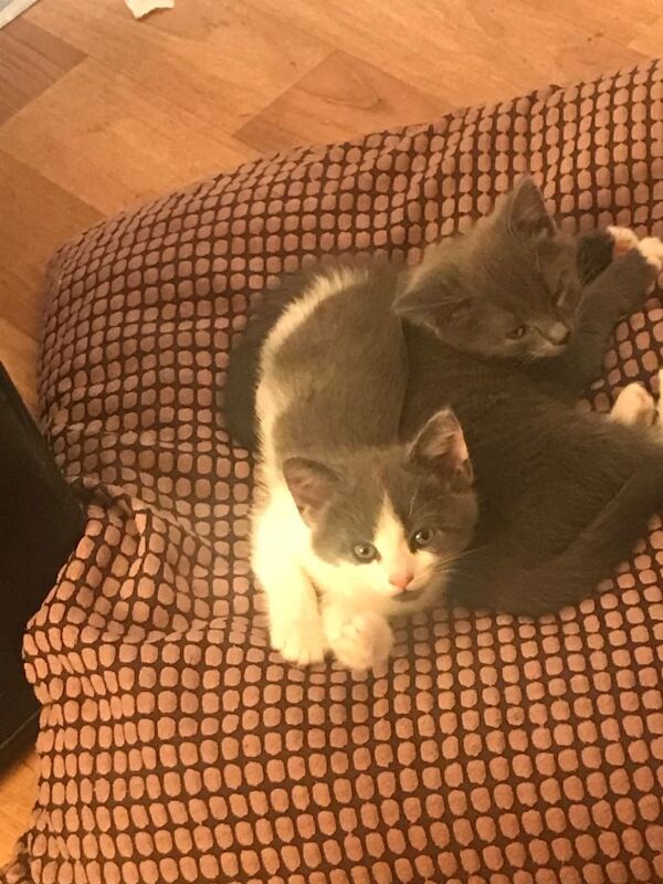 British Shorthair Kittens For Sale Under £300