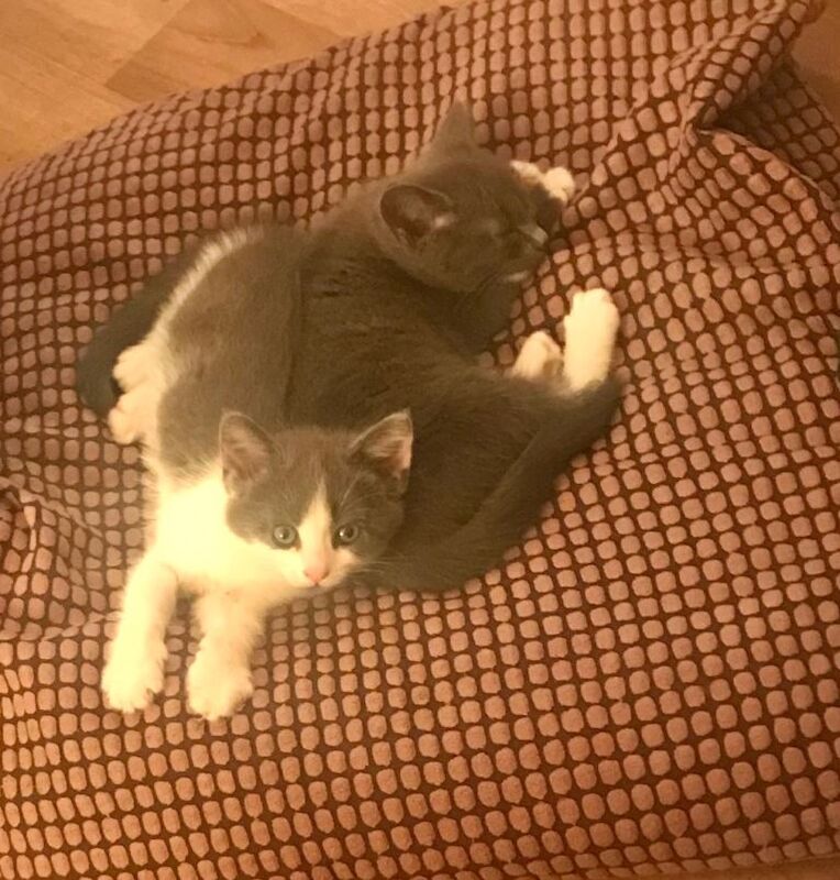 Cute British Shorthair Kittens - Image 2 of 3