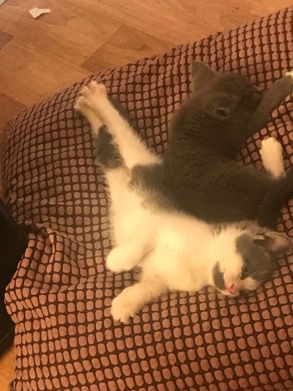 Cute British Shorthair Kittens - Image 3 of 3