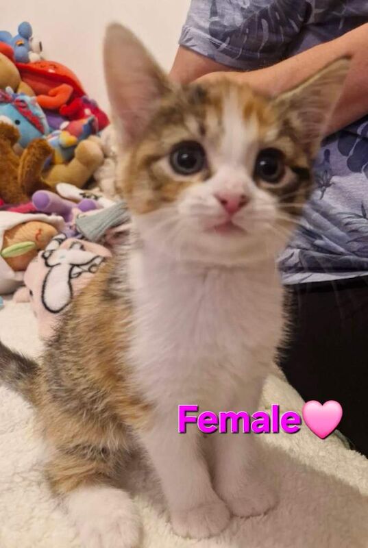 British Shorthair kittens for sale in Chelmsford, Essex – 8 weeks old