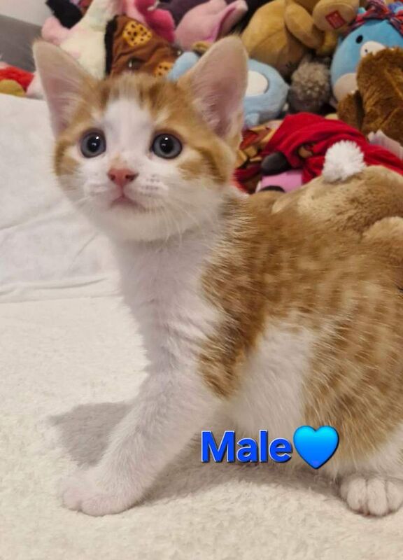 British Shorthair kittens for sale in Chelmsford, Essex – 9 weeks old - Image 2 of 4