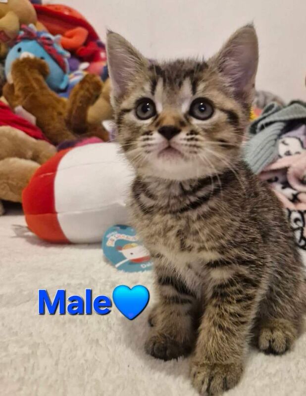 British Shorthair kittens for sale in Chelmsford, Essex – 9 weeks old - Image 3 of 4