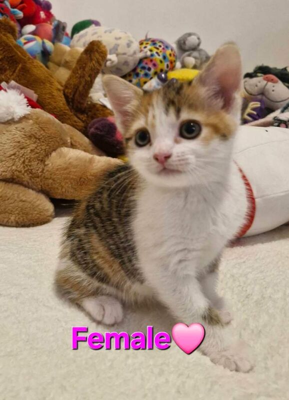 British Shorthair kittens for sale in Chelmsford, Essex – 9 weeks old - Image 4 of 4