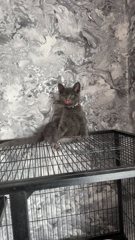 British Shorthair kittens for sale in Huddersfield, West Yorkshire – 9 weeks old