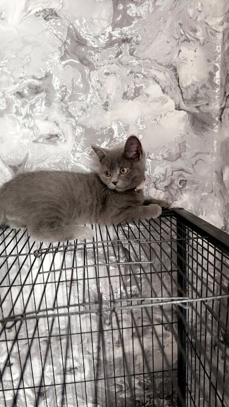British Shorthair kittens for sale in Huddersfield, West Yorkshire – 9 weeks old - Image 2 of 3
