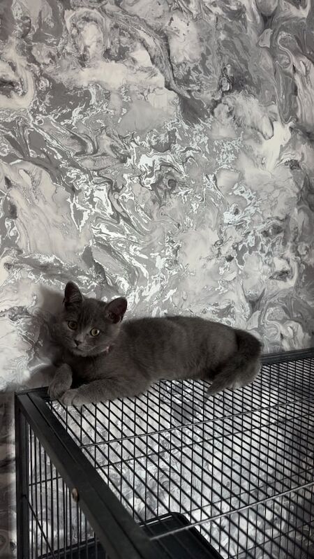 British Shorthair kittens for sale in Huddersfield, West Yorkshire – 9 weeks old - Image 3 of 3