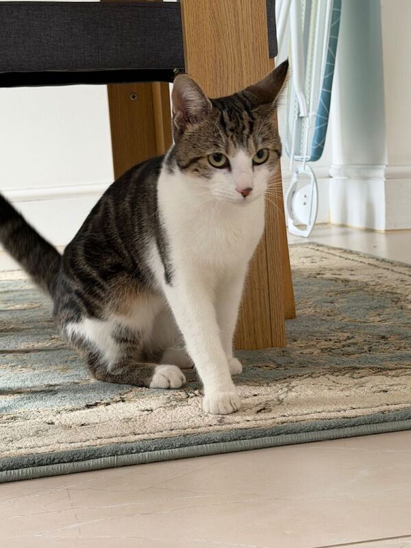 British Shorthair kittens for sale in Greenford, London – 7 months old