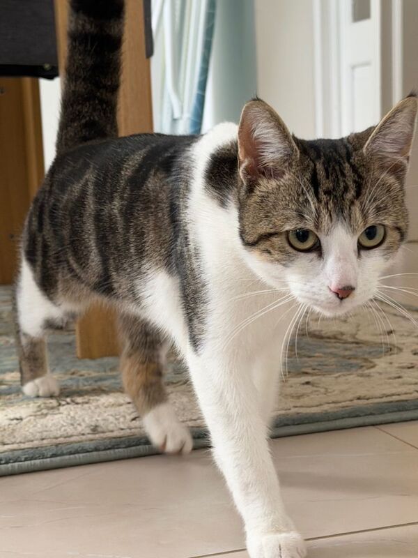 Cute cat boy 7 months kitten - Image 2 of 2