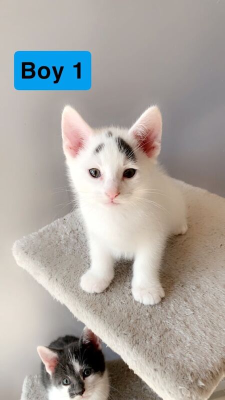 Cute Fluffy Kittens for sale in Surrey Quays, Greater London | Image 2