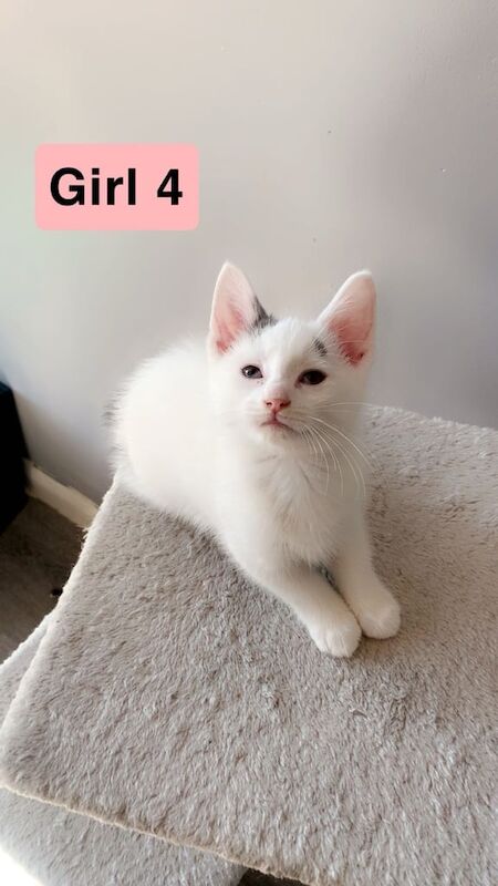 Cute Fluffy Kittens for sale in Surrey Quays, Greater London | Image 3