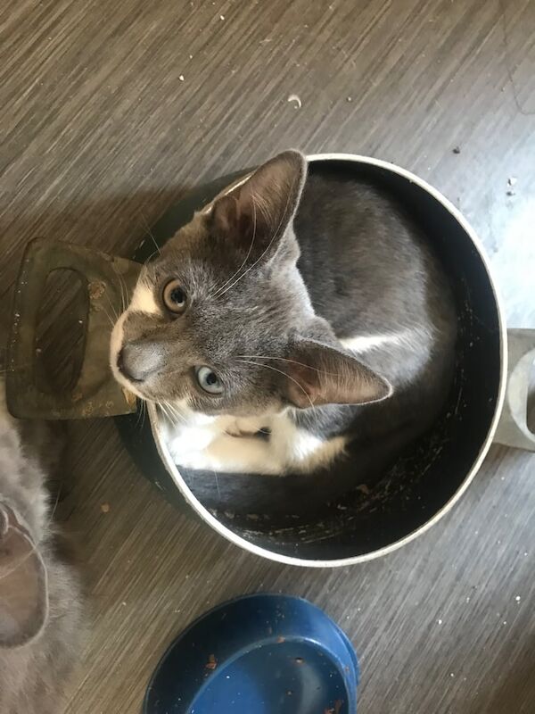 British Shorthair kittens for sale in Witney, Oxfordshire – 4 months old