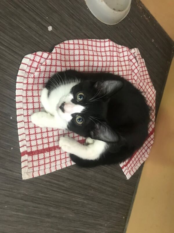 British Shorthair kittens for sale in Witney, Oxfordshire – 4 months old - Image 2 of 3