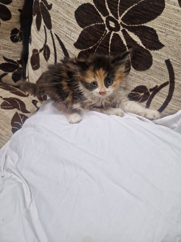British Shorthair kittens for sale in Birmingham, West Midlands – 9 weeks old - Image 2 of 2