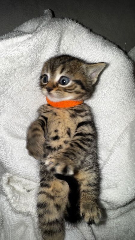 British Shorthair kittens for sale in Notting Hill, Greater London – 10 months old - Image 1 of 3