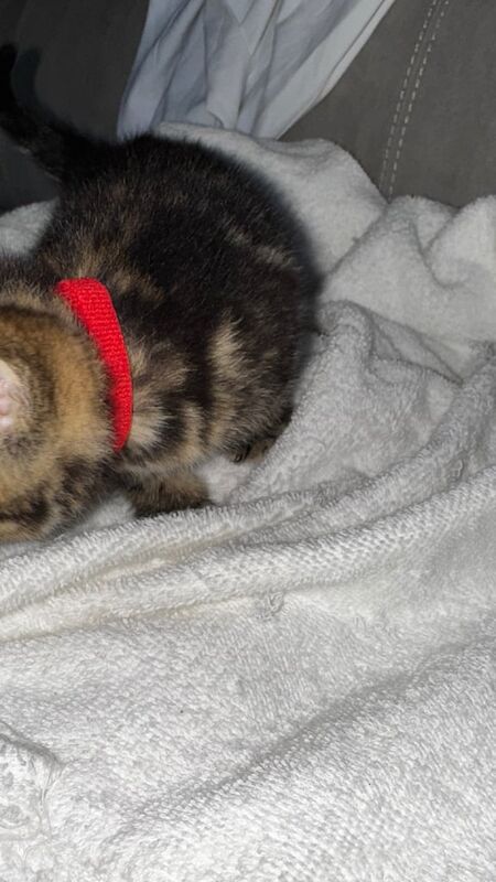 British Shorthair kittens for sale in Notting Hill, Greater London – 10 months old - Image 2 of 3