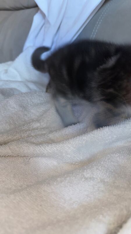 British Shorthair kittens for sale in Notting Hill, Greater London – 10 months old - Image 3 of 3