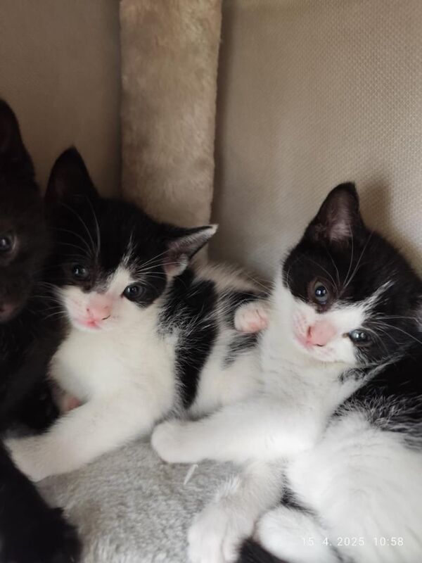 Cute kittens for sale in Newham, Cornwall
