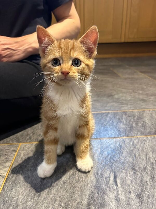 British Shorthair kittens for sale in Kilmarnock, Ayrshire and Arran – 8 weeks old
