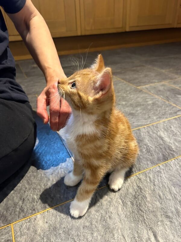 British Shorthair kittens for sale in Kilmarnock, Ayrshire and Arran – 8 weeks old - Image 2 of 3