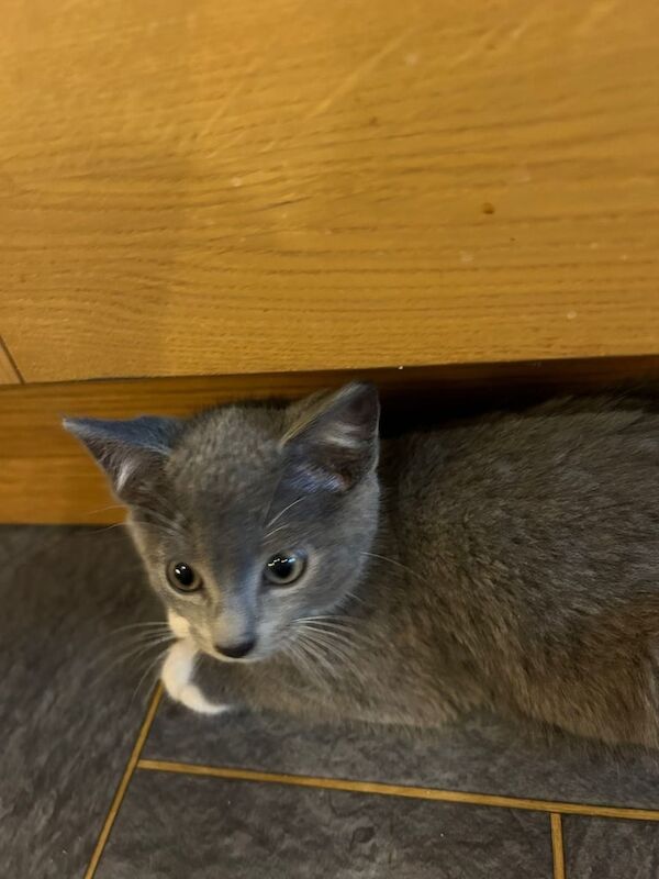 British Shorthair kittens for sale in Kilmarnock, Ayrshire and Arran – 8 weeks old - Image 3 of 3