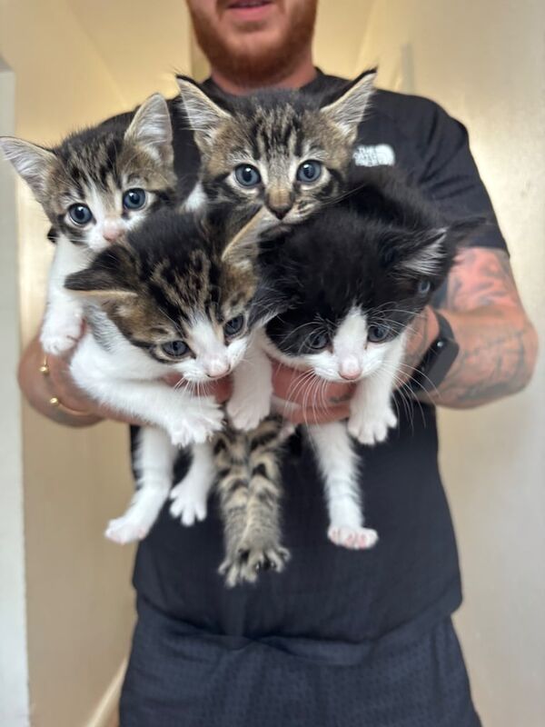 British Shorthair kittens for sale in Barking, Greater London – 8 weeks old