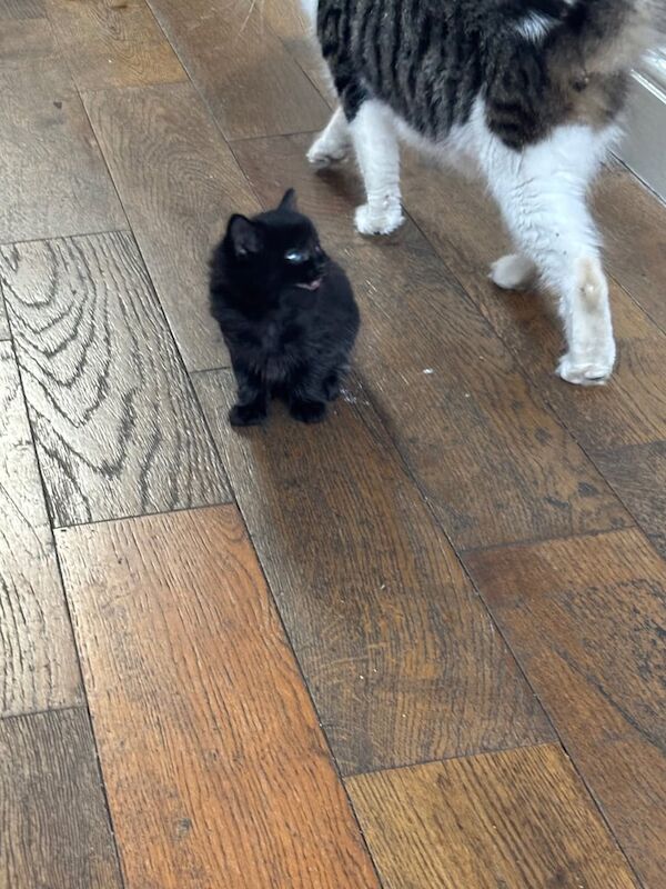 British Shorthair kittens for sale in Barking, Greater London – 8 weeks old - Image 2 of 3