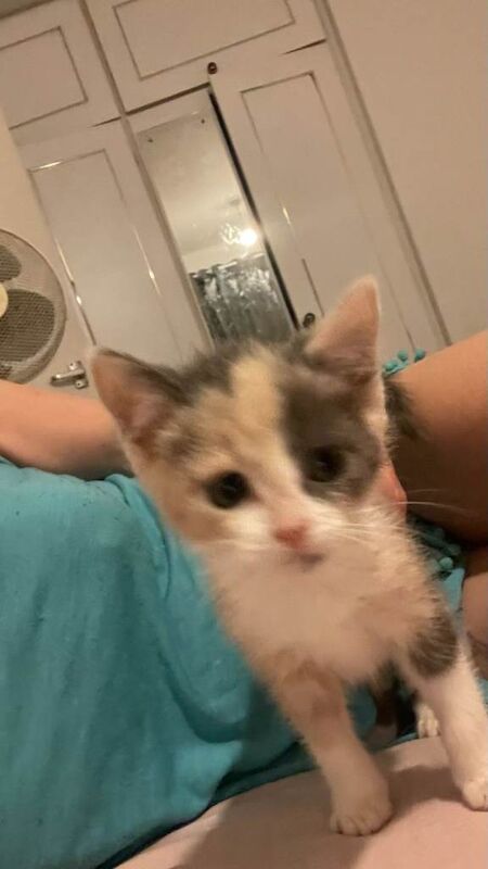 **++ CUTE KITTENS, Blue British Shorthair VERY FRIENDLY AND CALM LONG HAIR AND SHORT HAIR ++** - Image 2 of 3