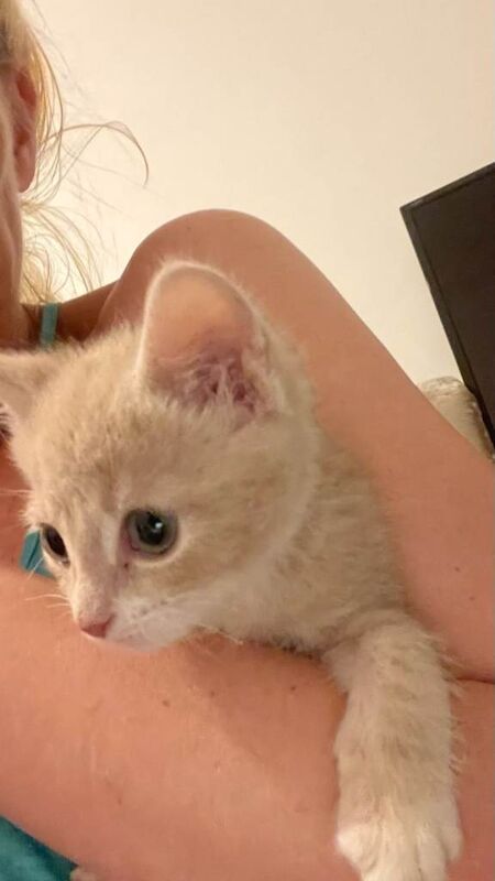 **++ CUTE KITTENS, Blue British Shorthair VERY FRIENDLY AND CALM LONG HAIR AND SHORT HAIR ++** - Image 3 of 3