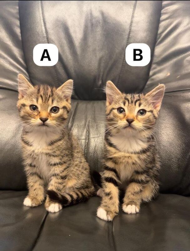 British Shorthair kittens for sale in Chesham, Buckinghamshire – 8 weeks old