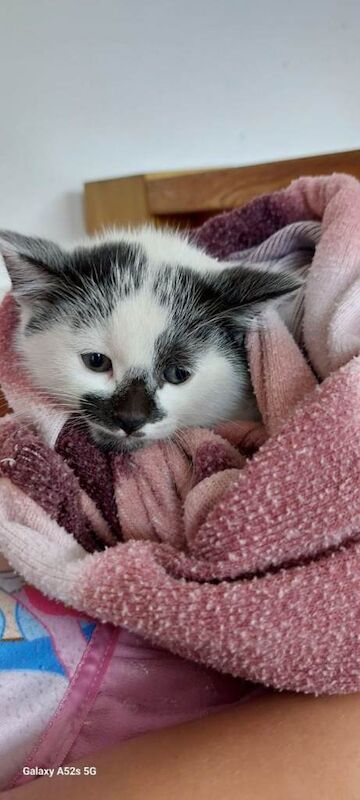British Shorthair Kittens For Sale Under £300