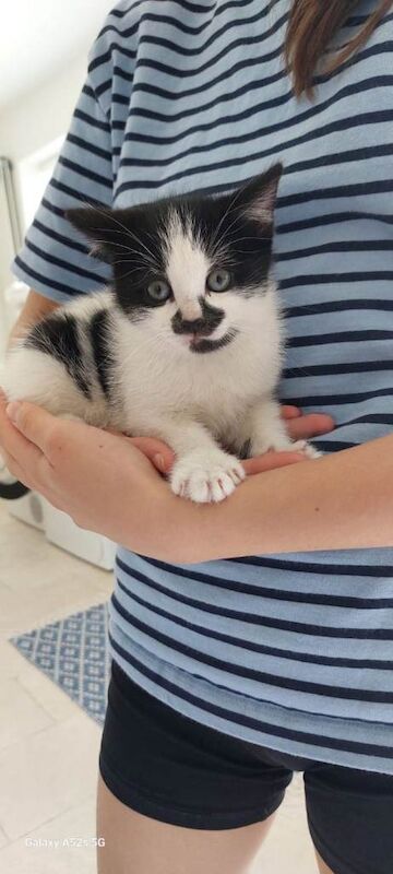 Cute & Playful Female Kittens Looking for Loving Homes! - Image 2 of 4