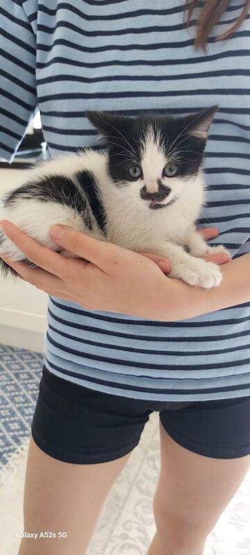 Cute & Playful Female Kittens Looking for Loving Homes! - Image 3 of 4