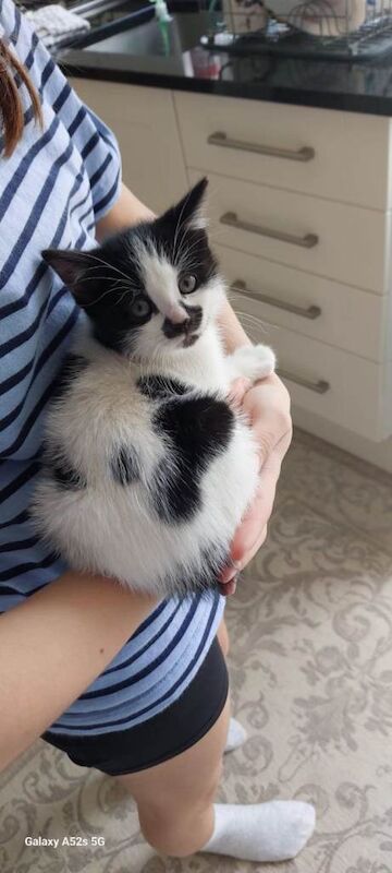 Cute & Playful Female Kittens Looking for Loving Homes! - Image 4 of 4