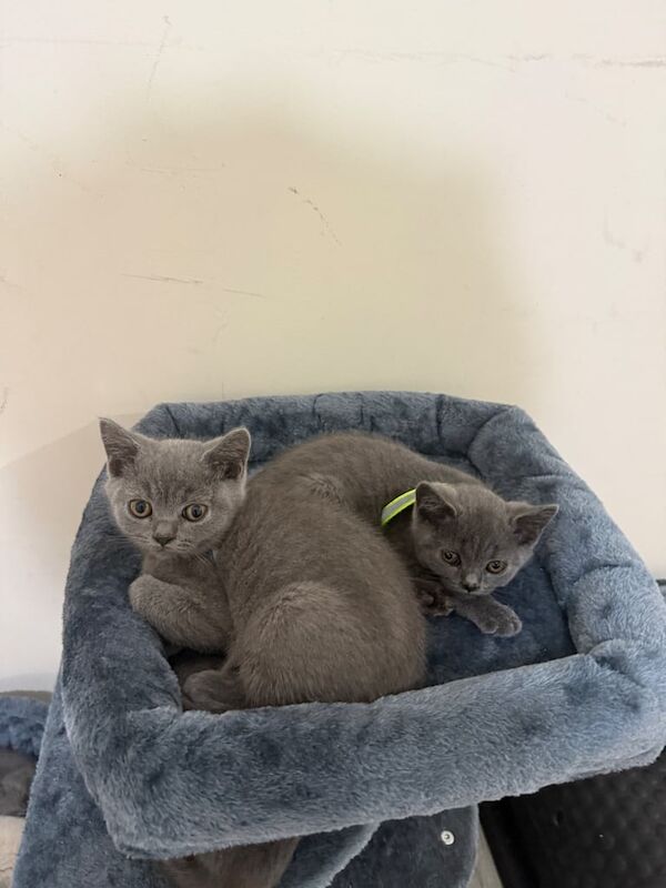 British Shorthair kittens for sale in Barking, Greater London – 11 weeks old
