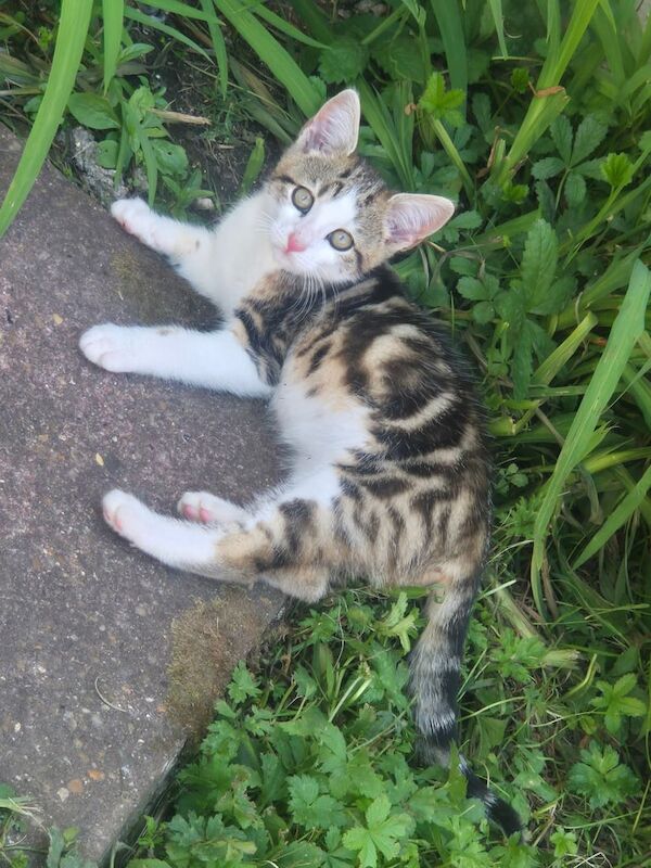 Cute playful male kitten for sale in South East London, London