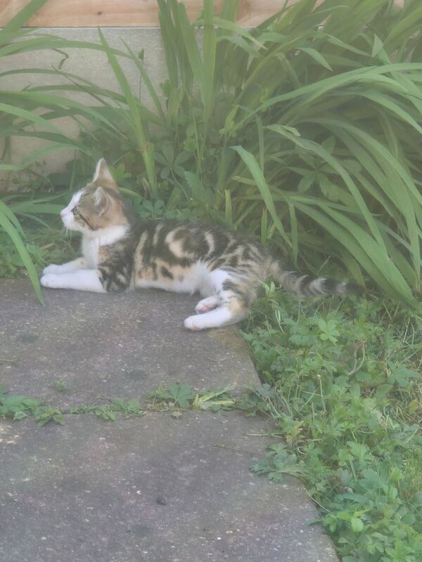 Cute playful male kitten for sale in South East London, London | Image 2