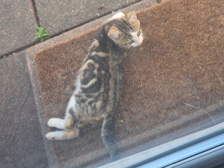 Cute playful male kitten for sale in South East London, London | Image 3