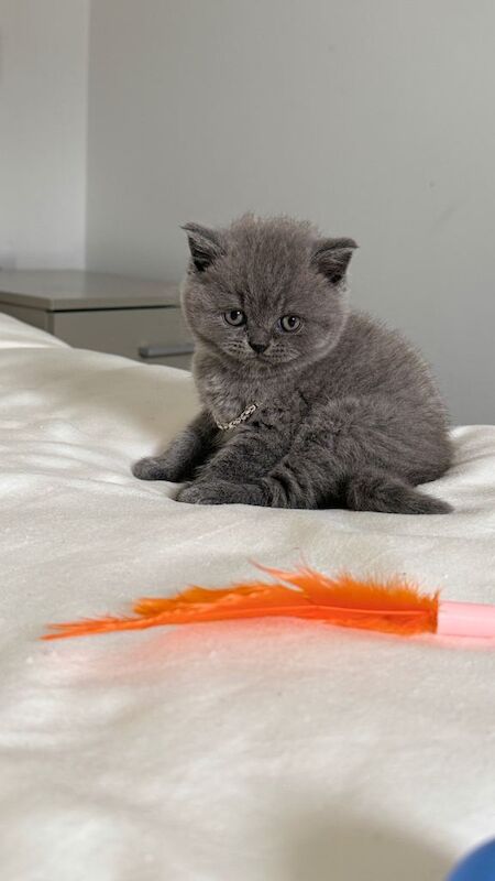 Cute pure British shorthaire kitten
